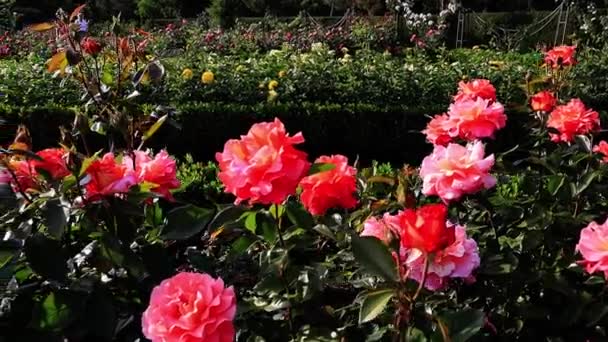 Prachtige Roze Rozen Rosarium Park Lente Voorjaarsseizoen Zomerplanten Volle Bloei — Stockvideo