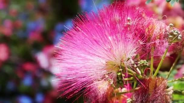 Virágzó Faágak Albizia Julibrissin Perzsa Selyemfa Kínai Akác Rózsaszín Virágzó — Stock videók