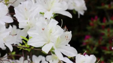 Beyaz açelya tomurcukları yeşil doğal arka planda çiçek açar. Rhododendronlar bahar resmi bahçesinde çiçek açıyor. Yazın çalılıklarda güzel kokulu çiçekler.