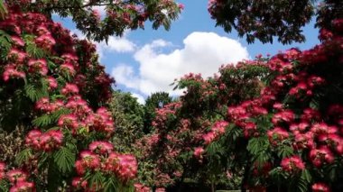 Albizia Julibrissin 'in çiçek açan ağaç dalları, İran ipeği ağacı. Baharda botanik bahçesinde çiçek açan Çin akasyası pembe çiçekleri, park. 