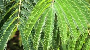Albizia Julibrissin 'in ağaç dalları, İran ipeği ağacı, rüzgarda sallanan taze yeşil küçük yapraklar. Bahar botanik bahçesindeki Çin akasyası. 