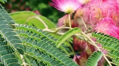 Albizia Julibrissin 'in çiçek açan ağaç dalları, İran ipeği ağacı. Baharda botanik bahçesinde çiçek açan Çin akasyası pembe çiçekleri, park. 