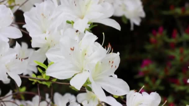 Pétalas Brancas Dos Botões Azálea Flor Cheia Fundo Natural Verde — Vídeo de Stock