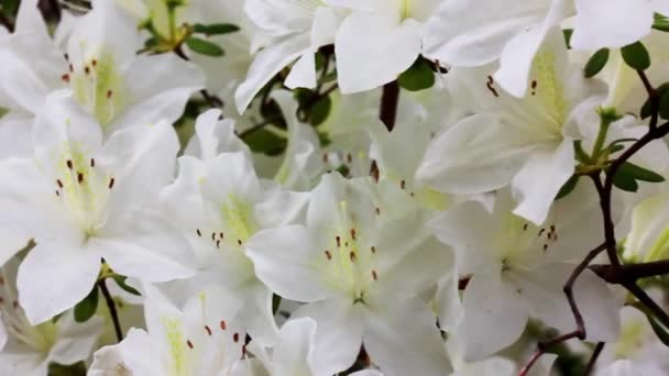 Fehér Azálea Rügyek Szirmok Teljes Virágzás Zöld Természetes Háttér Rododendron — Stock videók