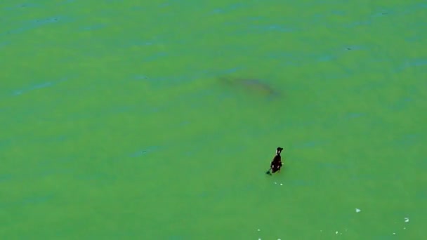 Ένα Μικρό Μαύρο Παπάκι Κολυμπά Γρήγορα Στα Πράσινα Ήρεμα Νερά — Αρχείο Βίντεο