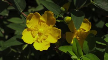 Hypericum Hidcote büyük, gösterişli, parlak sarı çiçekler. Bahar bahçesinde çiçek açan bir çalıda güzel çiçek tomurcukları. Çiçekli makro video. 