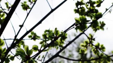 Dallar, taze yeşil yapraklı bir ağacın dalları. Bahçe parkı doğası uyanıyor. Rüzgarlı bir günde yeşil ağaçlar. Baharda Parkland.