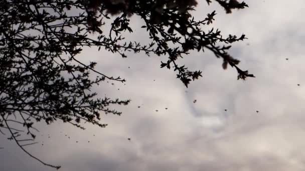 Małe Komary Muchy Latają Powietrzu Pobliżu Gałęzi Drzewa Wiosennym Parku — Wideo stockowe