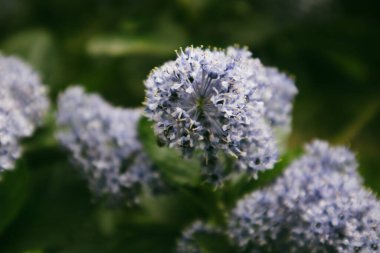 Leylak ya da ortanca çiçeği açan çalılar. Fotokopi alanı olan nostaljik bir duvar kağıdı. Mor çiçeklerle renklendirilmiş arka plan Sihir koyu tonda çiçek açar