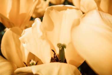 Baharda sarı lale soğanlı bitkiler, yaz bahçesi. Açık havada hafifçe açan çiçekler. Kulübe bahçeleri. Taç yapraklı doğal çiçek deseni..