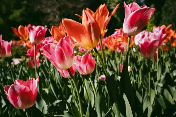 Pink Dan Tulip Oranye Musim Semi Bunga Bunga Berwarna Mekar — Stok Foto