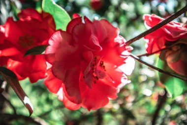 Pembe Japon kamelyası çiçekleri bahar bahçesindeki yeşil yaprakların arasında bir ağaç brunch 'ında çiçek açıyor. Çiçek açan ilkbahar. Makro doğa. Çiçek arka planı