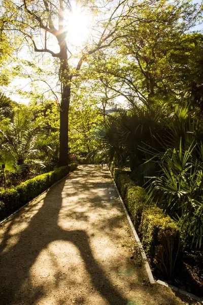 stock image A high tree with fresh green leaves in a spring park full of sunlight. The shadows of tree branches on ground. A straight pathway, walkway in a garden