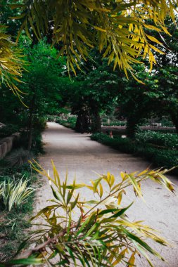 Baharın bahçesinde yeşil ağaçların gölgesinde bir patika. Çalılar budanmış, çiçekler açmış. Tropik bir manzara. Gündüz vakti botanik parkı doğası.