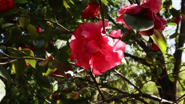 Røde Camellia Blomsterknopper Blomstrende Busk Blandt Grønne Blade Foråret Haven – Stock-video