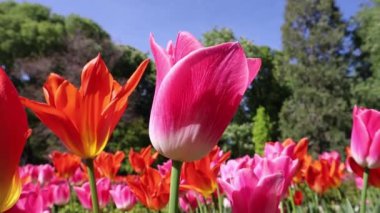 İlkbaharda pembe ve turuncu laleler. Rengarenk çiçek çiçekleri. Çiçek açan ampul bitkileri. İlkbahar doğası. Çiçek tarhında sersemletici bahar çiçekleri.