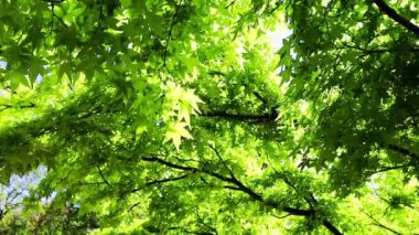 Taze yeşil yaprakları ve güneş ışığıyla dolu bir akçaağaç dalı ağacın tacını delip geçer. Yaprak döken ağaçların videoları. Ormanın derinliklerinde