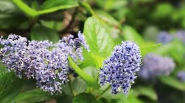 İlkbahar havası manzaralı resmedilmiş doğal manzara. İnce patikalı bir vadi. İnanılmaz doğal panoramik manzara. Yeşil orman ve taze çimenler.