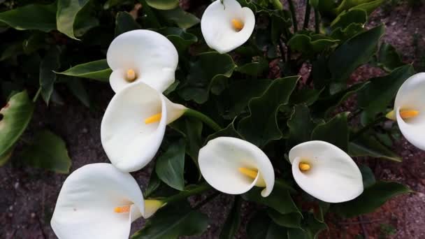 Białe Kwitnące Lilie Arum Pomarańczowymi Sercami Ciemnozielonym Tle Widok Góry — Wideo stockowe