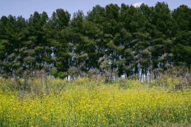 Bahar günü açık mavi gökyüzüne karşı sarı hardal çiçekleri. Parlak sarı çiçekli bitkiler, rüzgarda sallanan çayır bitkileri..