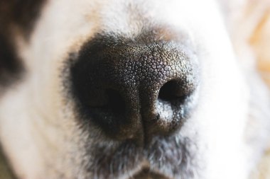 Big white and brown boxer dog black nose with pores and mouth close-up front view. Canine muzzle, face details macro photo. Amazing animal natural background. A lovely pet with heart shaped nose. clipart
