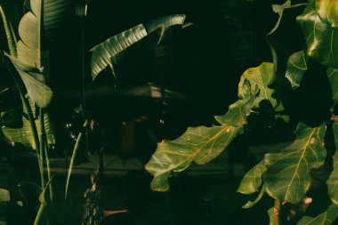 Koyu yeşil tropikal palmiye yaprakları gölgede kalır. Siyah arka planda tropikal yapraklar olan soyut doğal bir fon. Park, orman, orman doğa..