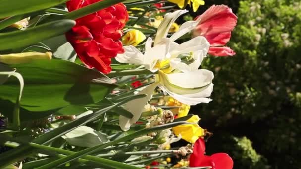 Ροζ Και Πορτοκαλί Τουλίπες Την Άνοιξη Πολύχρωμα Άνθη Λουλουδιού Φυτά — Αρχείο Βίντεο