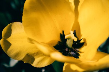 Baharda sarı lale soğanlı bitkiler, yaz bahçesi. Açık havada hafifçe açan çiçekler. Kulübe bahçeleri. Taç yapraklı doğal çiçek deseni..