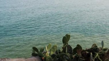 Üzerinde yeşil kaktüsler büyüyen mavi yeşil zümrüt suları ve küçük dalgalar. Yazın seyahat et. Tropik yaz egzotik doğası. Deniz manzaralı