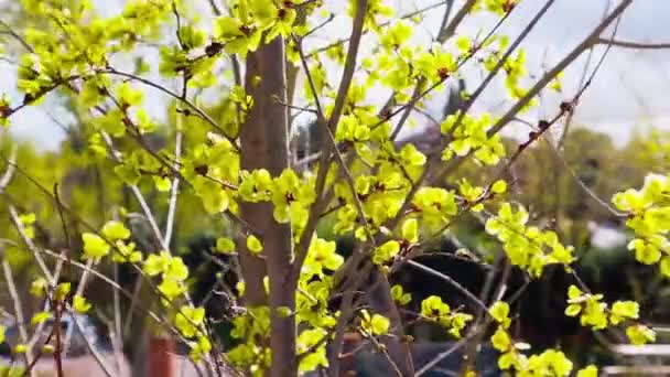 Ramas Ramitas Árbol Con Hojas Verdes Frescas Jardín Parque Primavera — Vídeos de Stock