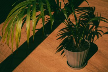 Evdeki ahşap zeminde yeşil yaprakları ve zıt gölgeleri olan küçük saksı palmiyesi. Güneşli bir günde tropik yaz doğası. Güneş ışığı ve gölgeler