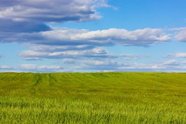 Mavi gökyüzü olan yeşil çayır ve güneşli bahar gününde açık havada bulutlar. Bahar mevsiminde tarım arazisi. Tarlada mısır yetiştirmek. Doğanın bileşimi. Sakin sahne. Tarım teması