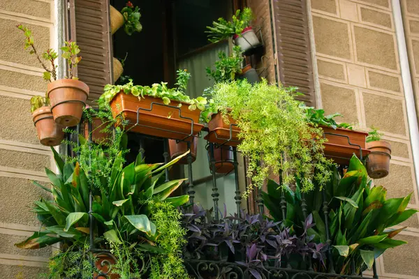 Balcony Window Huge Number Mix Potted Green Plants Fresh Flowers Stockfoto