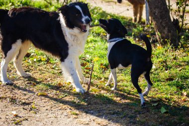 İki komik siyah beyaz köpek, çiftlikte sopayla oynuyorlar. Çiftlik hayvanları arka bahçede eğleniyor. Collie 'nin sokak köpeği.