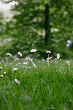 Çiçekli güzel çayırlar, beyaz papatya çiçekleri bahar çayırlarında papatyalar. Taze yeşil çimenleri ve çiçekleri olan bir çim. Çiçek tomurcukları. Doğa