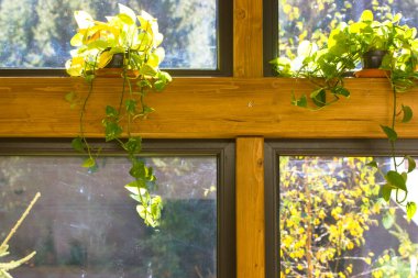 Panoramic window with wooden frame. Green climbing plants helxine solerirolii at home garden. Baby's Tears potted plant. Houseplant with small leaves. clipart