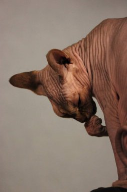 Kel, kel, Kanada Sphynx kedisi pençesiyle ağzını temizliyor. Evcil hayvan. İçerideki sevimli hayvan. Yavru kedi. Deri katlıyor. Kedi hijyeni..