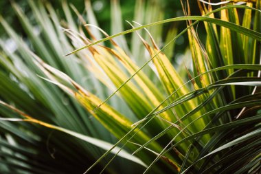 Trachycarpus fortunei, Chinese windmill evergreen palm tree, bush natural background. Sunlight in a tropical garden, park. Exotic summer nature. 