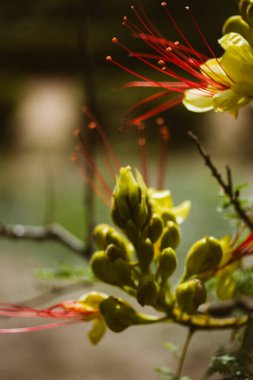 Erythrostemon gilliesii known also as bird of paradise. Exotic red flower with yellow petals, stamens. Summer nature Wild flower Caesalpinia gilliesii clipart