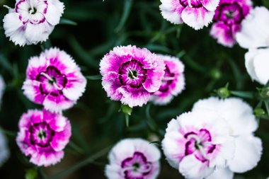 Cluster of white dianthus flowers purple pink center top view. Garden plants blooms at spring. Common names carnation or Sweet William. Horticulture.