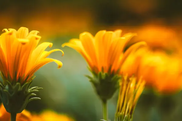 stock image Beautiful orange flower growing in the wild on a green natural background. Amazing floral wallpaper. Macro flower bud close up. Summer garden plants. 