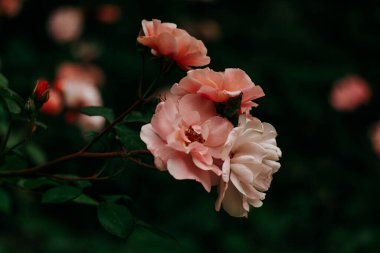 İlkbahar kürsüsünde çiçek açan bir çalıda, pembe gül tomurcukları, yaz bahçesinde. Güzel çiçek ekimi. Bahçecilik, çiçekçilik.