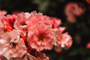 İlkbahar kürsüsünde çiçek açan bir çalıda, pembe gül tomurcukları, yaz bahçesinde. Güzel çiçek ekimi. Bahçecilik, çiçekçilik.