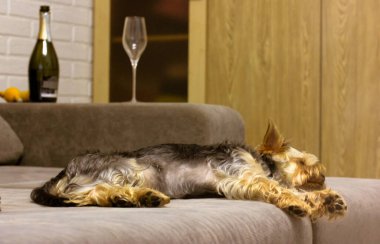Kyiv, Ukrayna. 1 Aralık 2021 Köpek kanepede uyuyor. Şampanya şişesi kanepede duruyor. Şirin Yorkshire teriyeri köpek yavrusu. Tatlı rüyalar.