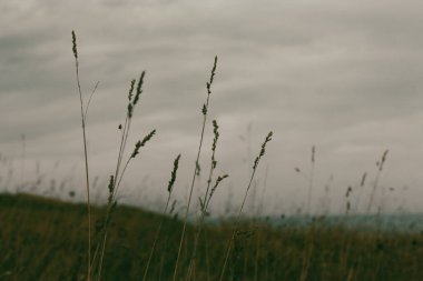Uzun kuru ot ve kulaklar alçak bulutlu bulutlu bulutlu gri gökyüzüne karşı. Vahşi arazinin soyut doğal manzarası, yağmurdan önce çayır. Kasvetli hava.