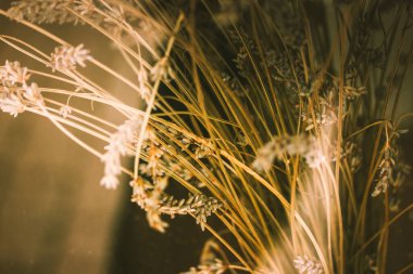 Açık sarı arkaplanda kuru lavanta çiçekleri. Sinema efekti, çiçekli duvar kağıdı ve yazı için yeri var. Kurutulmuş çiçekçi. Kırsal bitkiler bileşimi.