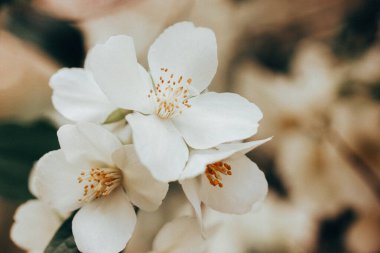 Bahar bahçesinde çiçek açan bir çalılıkta beyaz yasemin çiçekleri. Sıcak bir ışıkta küçük çiçek tomurcukları açtı. Dijital baskı için çiçek ilkbahar duvar kağıdı. 