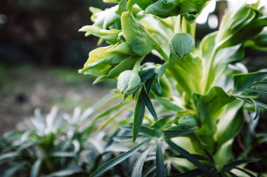 Bahçedeki Helleborus foetidus bitkisinin koyu yeşil yaprakları. Taze tomurcuklar, baharın resmi bahçesinde koyu yeşil yaprakların arasında..