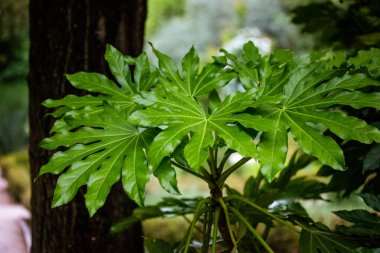 Aralia Japonicafresh yaprakları. Koyu yeşil tropikal bitkiler orman, yağmur ormanı, orman ve parkın vahşi doğasında yetişiyor. Japon bahçesinde Fatsia bitkisi