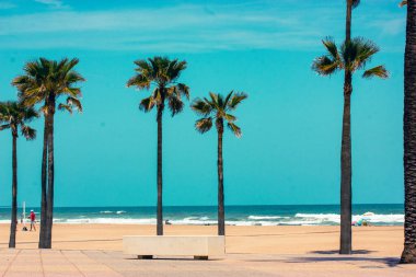 Sahil kıyısındaki palmiye ağaçları açık mavi gökyüzüne karşı. Sıcak yaz gününde kumlu okyanus sahilinde hindistan cevizi palmiyesi ağaçları. Tropikal doğa. Yaz tatili. 